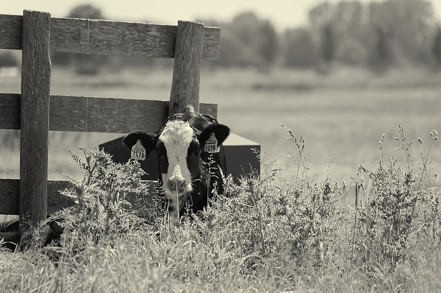 kalv, ko, paddock, hegn, græs, natur, sort og hvid, gård, landlige scene, eng, landbrug