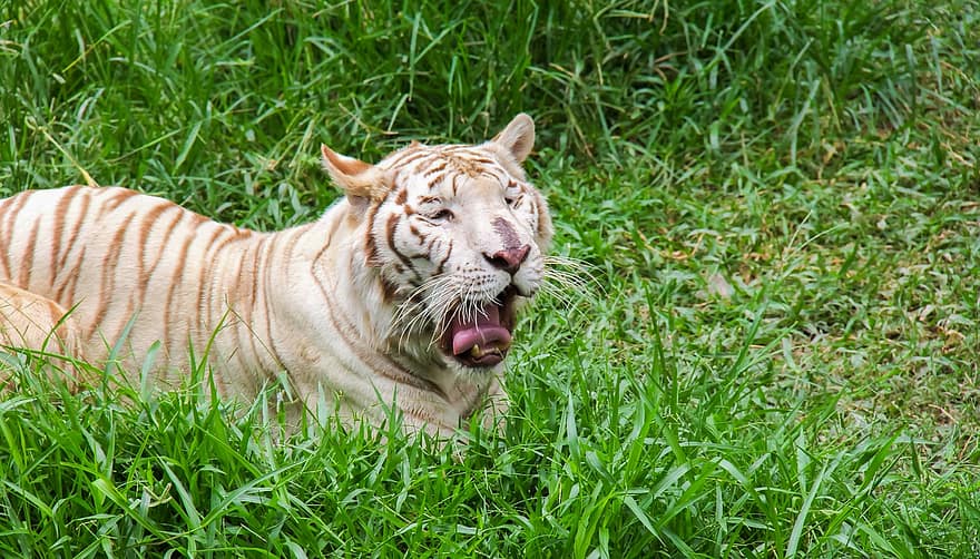 тигр, животное, белый тигр, зоопарк, большой кот, полосы, кошачий, млекопитающее, природа, живая природа, трава