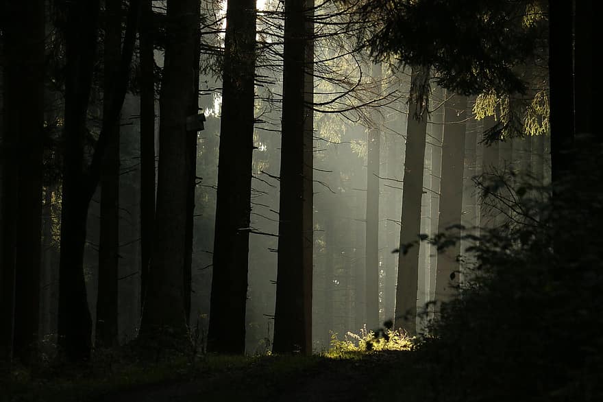 des arbres, les bois, rayon de soleil, brouillard, brumeux, brume, des troncs d'arbres, forêt, broussailles, silhouettes d'arbres, la nature