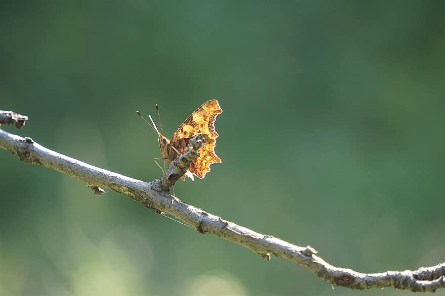Butterfly, Branch, Twig, Wings, Butterfly Wings, Winged Insect, Insect, Lepidoptera, Entomology, Fauna, Nature
