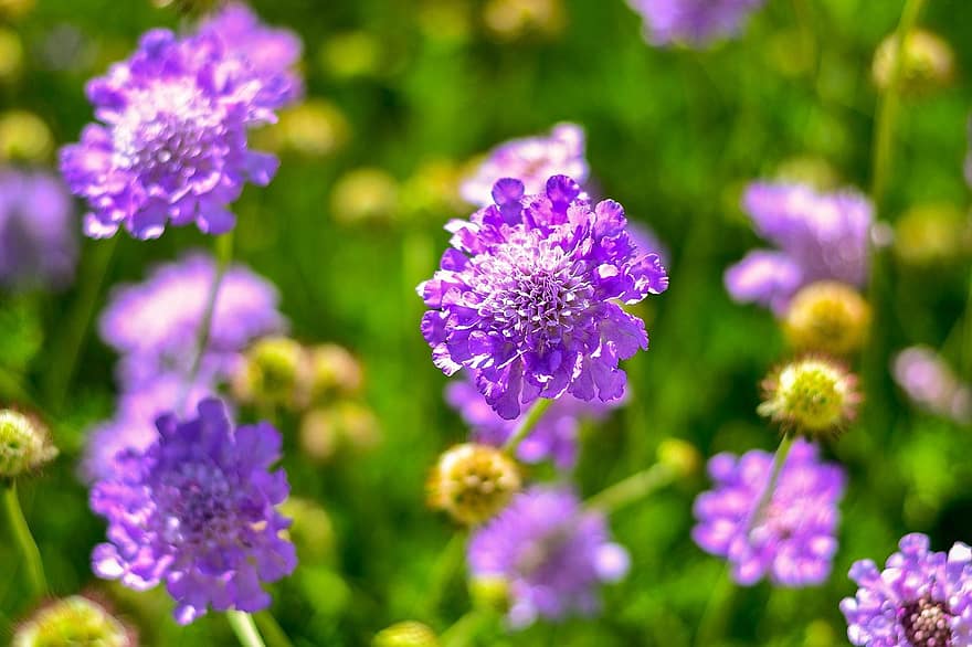 цветок подушечка, цветок, завод, мелкая чесотка, фиолетовый цветок, цветение, природа, крупный план, пурпурный, летом, зеленого цвета