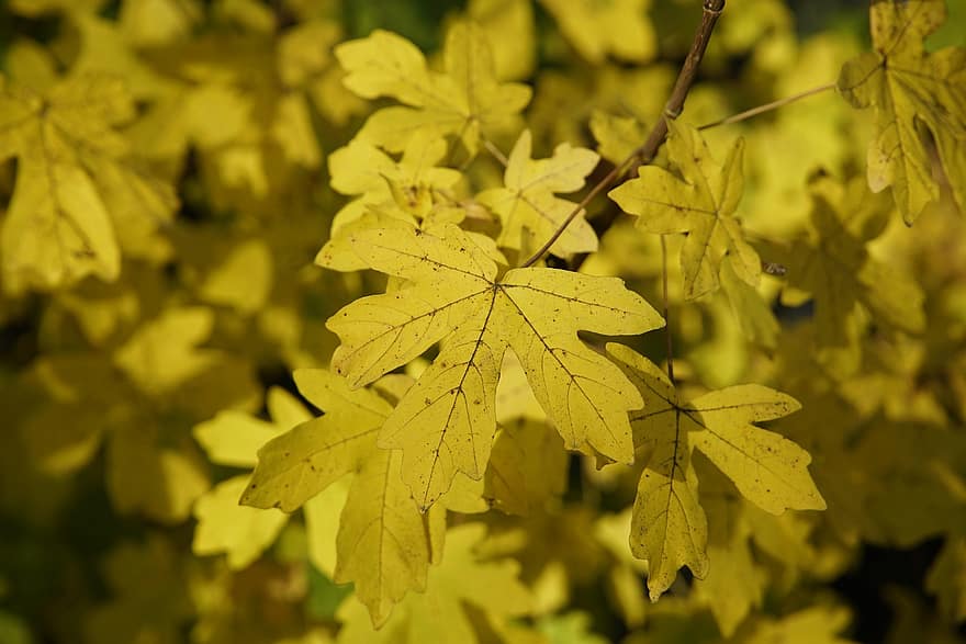 blade, løv, træ, solskin, felt ahorn, fælles ahorn, efterår, natur, gul, gule blade