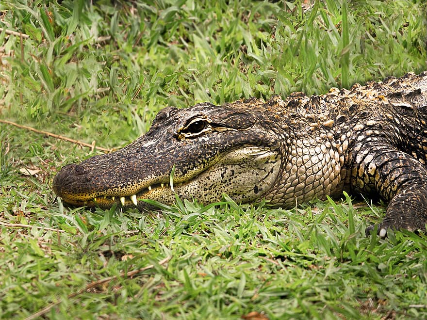 krokodil, australisk krokodil, reptil, rovdjur, vilda djur och växter