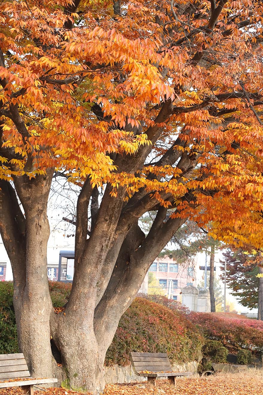 осень, Осенние листья, дзельквы, природа, скамейка, тень, лист, дерево, желтый, время года, октябрь