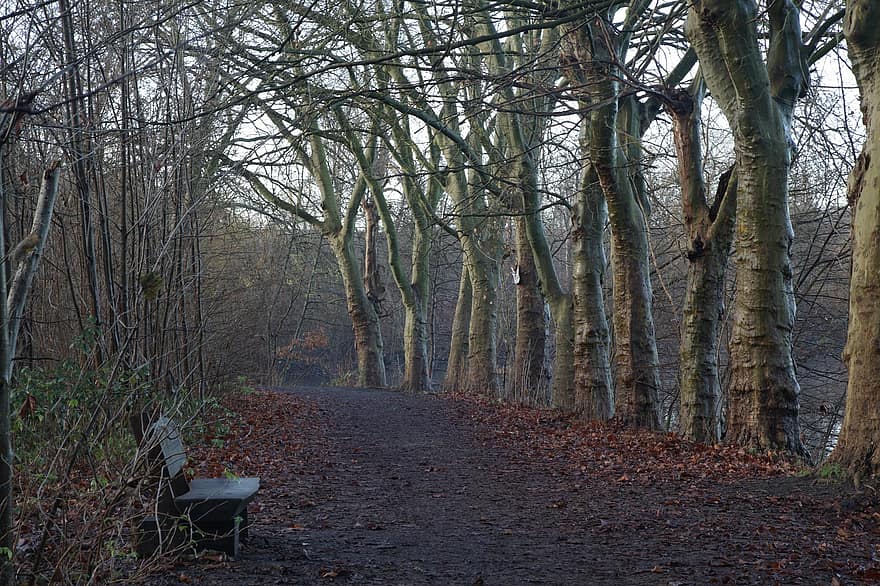 Road, Trees, Forest, Landscape, Bench, Path, Woods, Woodland, Mist, Bare Trees, Wilderness