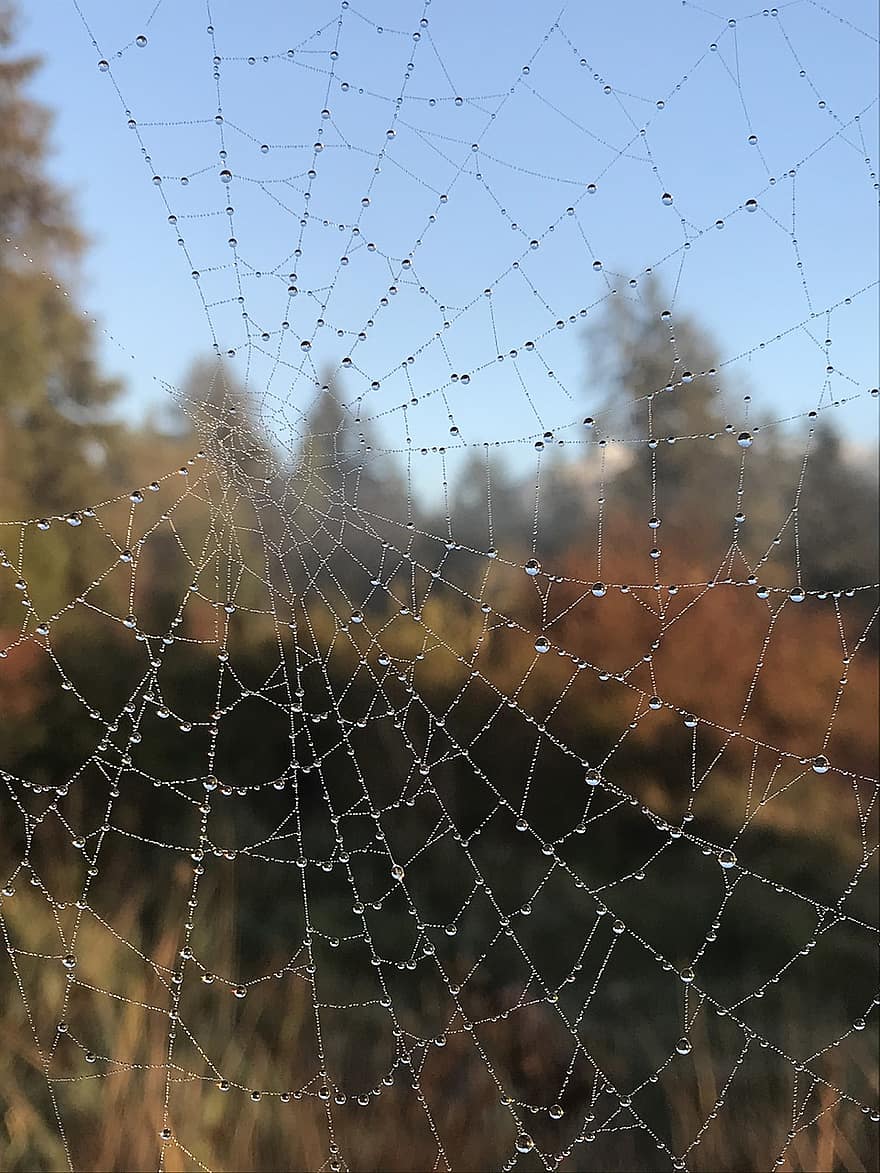spinneweb, spinnenweb, dauwdruppels, natuur, druppeltjes
