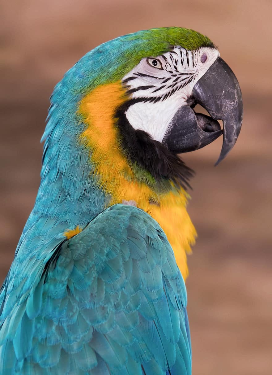 macaw, burung, hewan, burung beo, margasatwa, bulu burung, alam, mengamati burung, paruh, multi-warna, bulu