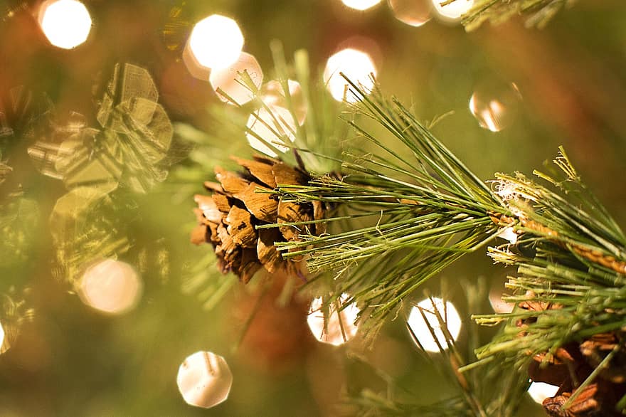 Pinha, enfeitar, árvore, abeto, sempre-viva, árvore de Natal, origens, fechar-se, temporada, folha, decoração