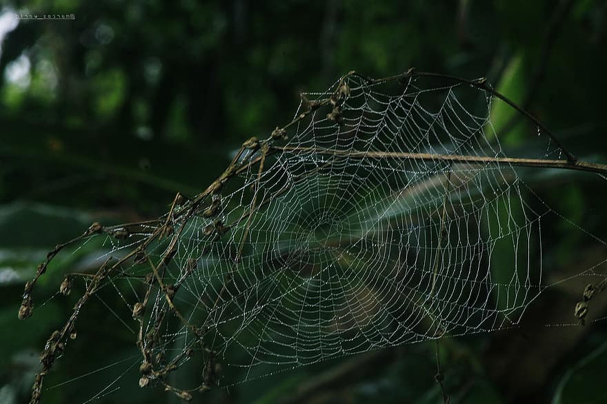 păianjeni, păianjen, web, insectă, faună, animal, a închide, araneus, arahnide, infricosator, natură