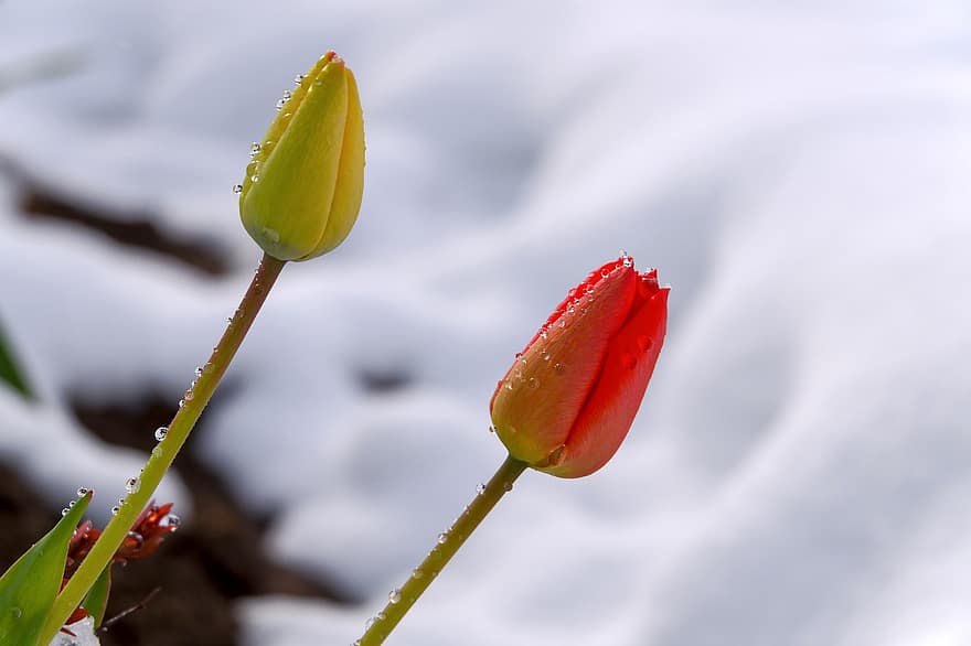 Tulips, Flowers, Spring, Nature, Flora, Water Drops, Snow, plant, close-up, flower, leaf