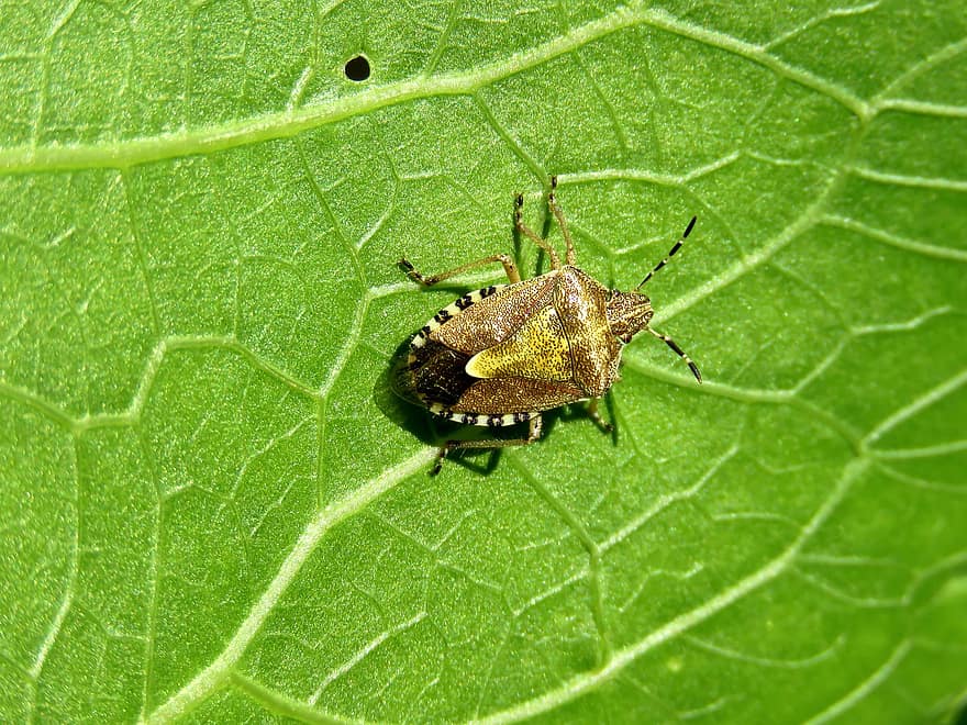 Shieldbug peludo, inseto, folha, Bug de Sloe, erro, coleópteros, plantar, natureza, macro