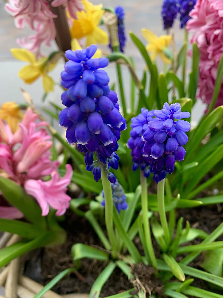 Flower, Hyacinth, Spring, Purple, Pink, Nature, Blossom, plant, close-up, flower head, summer