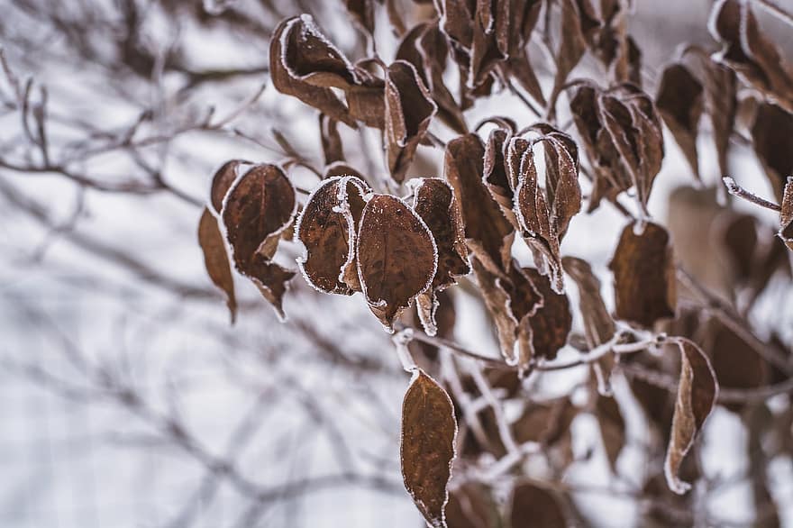 listy, mráz, zimní, Suché listy, sníh, led, rostlina, větev, větvička, strom, Příroda