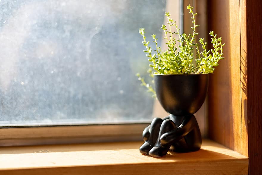 Plant, Succulent, House Plant, Calm, Zen, Peaceful, Relaxing, Sunny, Spring