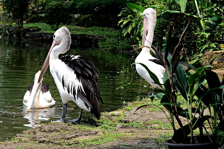 pelikāni, putni, upe, dzīvnieki, ūdensputni, ūdensputniem, raksturs, knābis, spalvu, dzīvniekiem savvaļā, ūdens