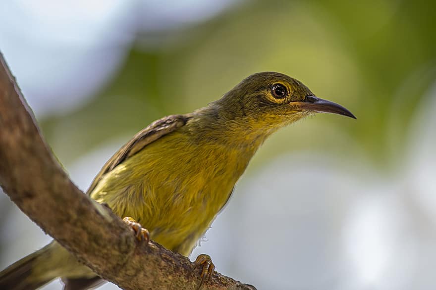 Olive-backed Sunbird, Bird, Animal, Female, Cinnyris Jugularis, Sunbird, Wildlife, Plumage, Branch, Perched, Tropical