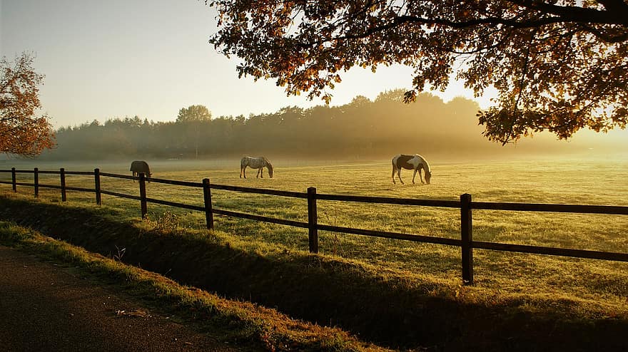 zirgi, ganības, saullēkts, rītausma, dzīvnieki, zīdītājiem, pļavas, jomā, ainavu, lauku