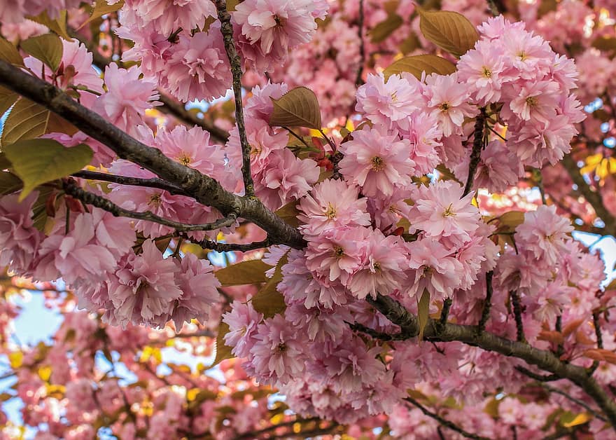 kirsikankukka, kukat, puu, kukka, kukinta, haara, Kanzan Cherry Blossom, Kanzan, Prunus Kanzan, kasvisto, sakura
