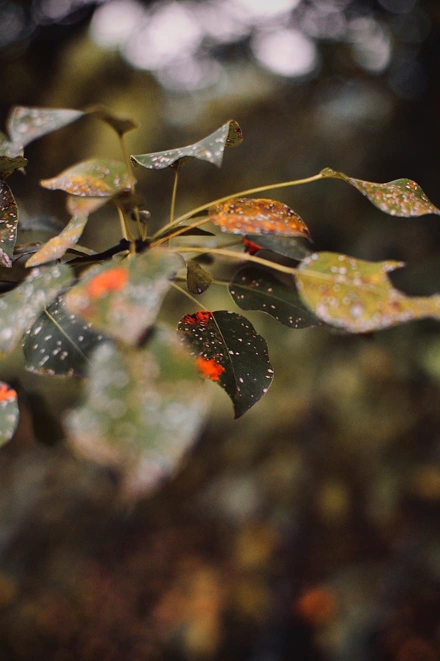 이파리, 잎, 가을