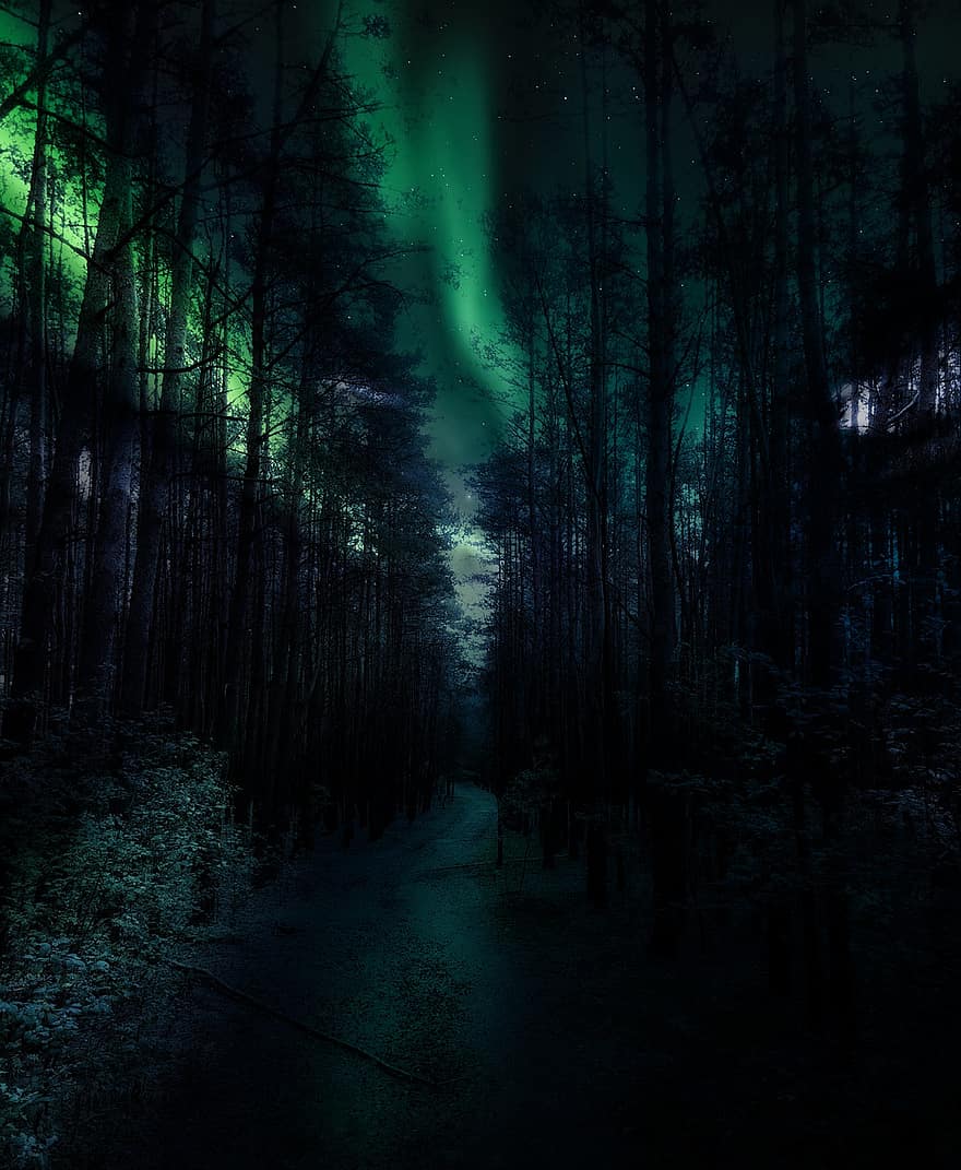 erdő, fák, fény, pálya, misztikus, Fekete ösvény
