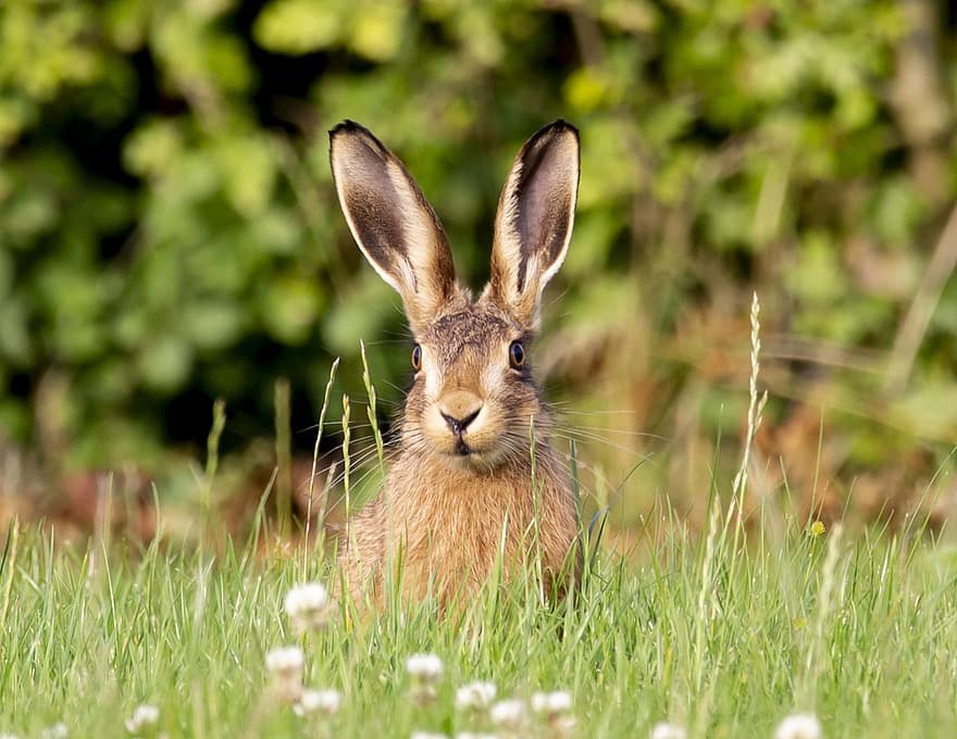 thỏ rừng, con thỏ, Con thỏ, động vật có vú, đôi tai, thú vật, cỏ, động vật hoang dã