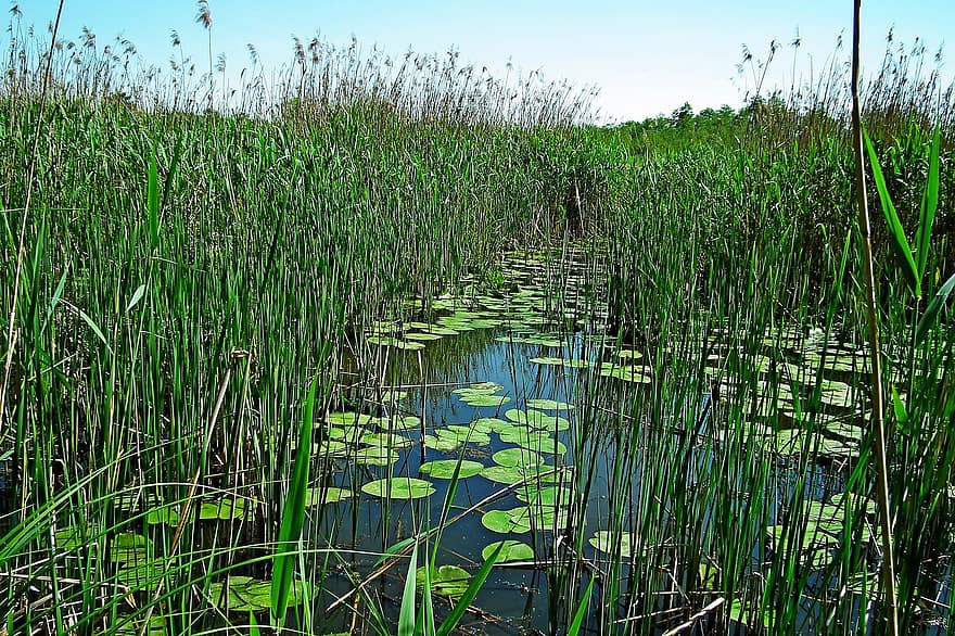 болото, озеро, трави, води, весна, навколишнє середовище, екологія, Рослина, зелений колір, лист, літо