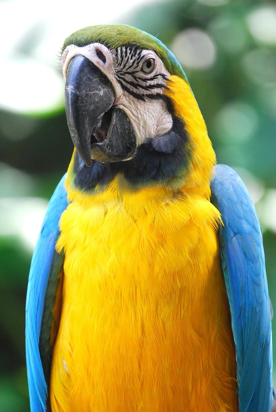 папагал, птица, ара, пера, цветен, перушина, дивата природа, див, природа, птичи, орнитология