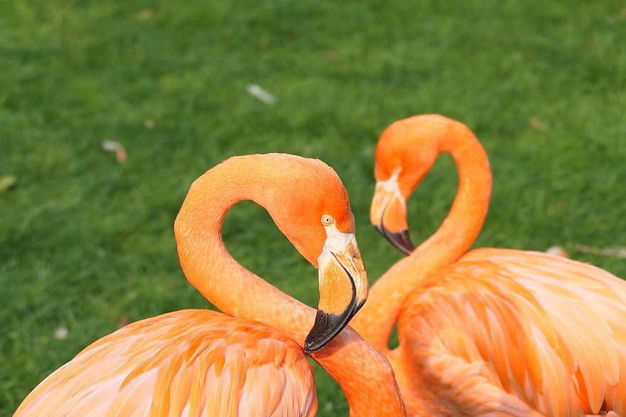 flamingos, fåglar, djur, natur, fjäder, näbb, multi färgad, närbild, djur i det vilda, grön färg, gul