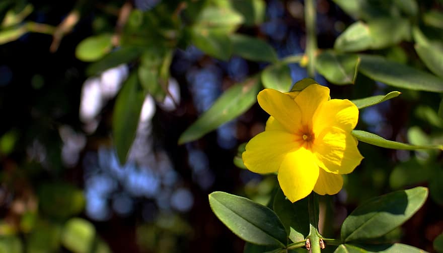 Japāņu Jasmine, zieds, augu, dzeltens zieds, ziedlapiņām, zied, flora, raksturs, lapas, tuvplāns, vasarā