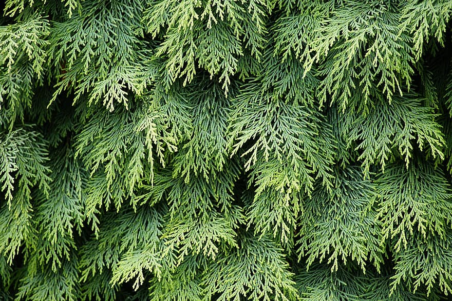 arbre, cobertura, verd, de fulla perenne, branca, planta, textura, patró, fons