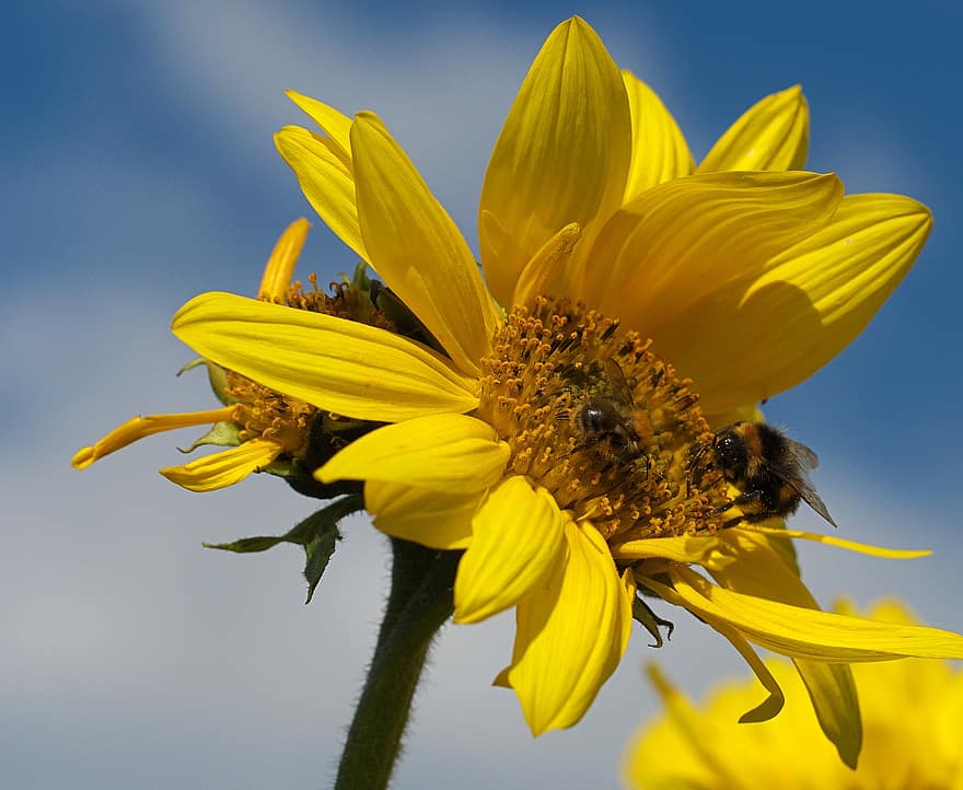 насекомое, цветок, пчела, опыление, подсолнух, летом, желтый, крупный план, завод, макрос, лепесток