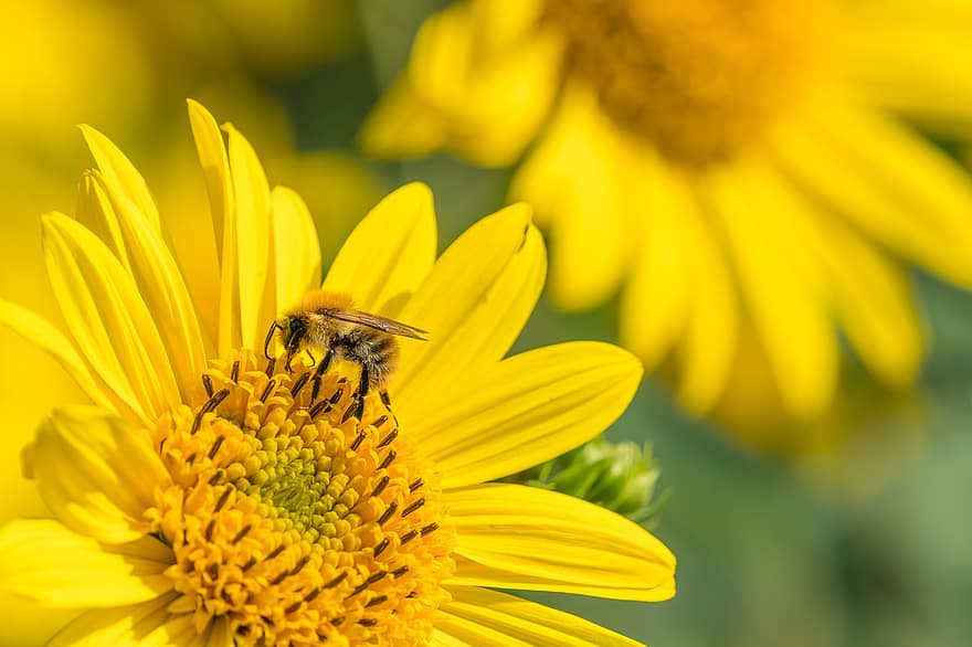 Bie, honningbie, insekt, vinge, dyr, blomst, petals, natur, pollen, nektar, blomstre