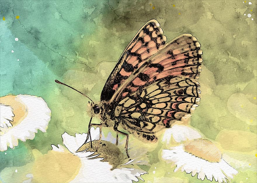 나비, 곤충, 자연, 여름, 날개, 목초지, 매크로, 색깔, 그림 물감, 배경, 꽃