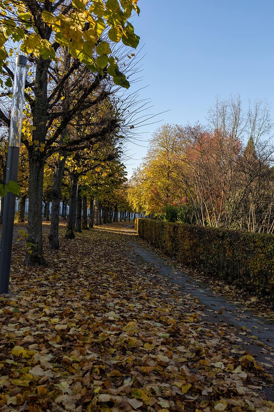 camino, parque, otoño, arboles, hojas, follaje, sendero, naturaleza, paseo, paisaje, cobertura