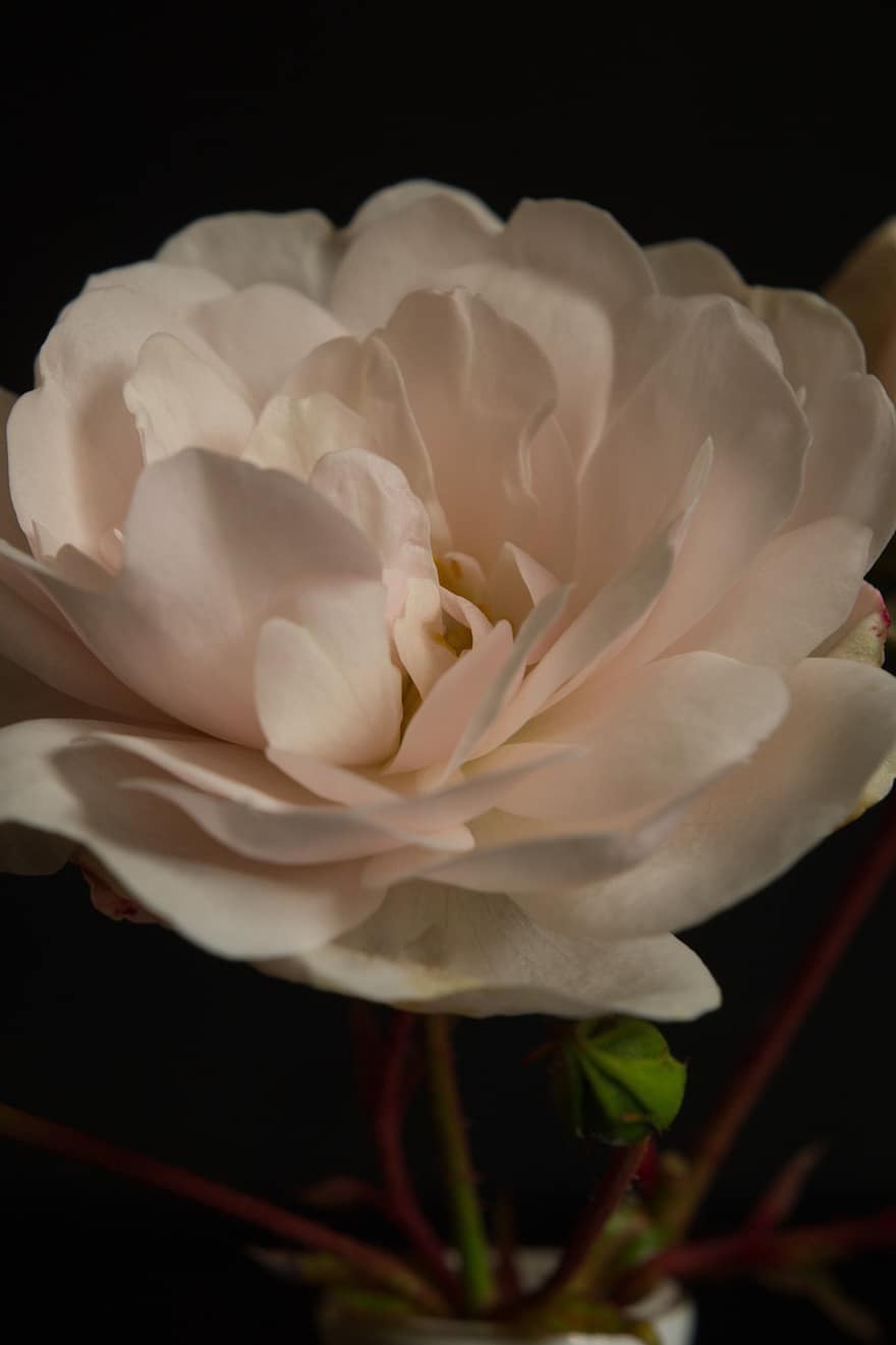 roos, bloem, witte roos, witte bloem, rose bloei, bloemblaadjes, rozenblaadjes, bloeien, bloesem, flora, detailopname