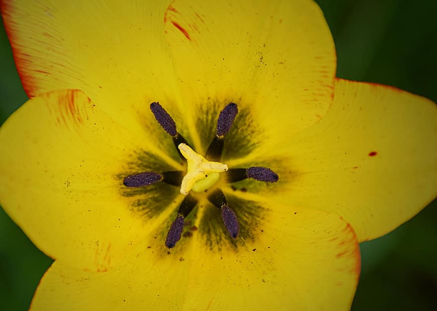 květ, tulipán, makro, botanika, rostlina, růst, detailní, žlutá, tyčinek, pestík, flóra