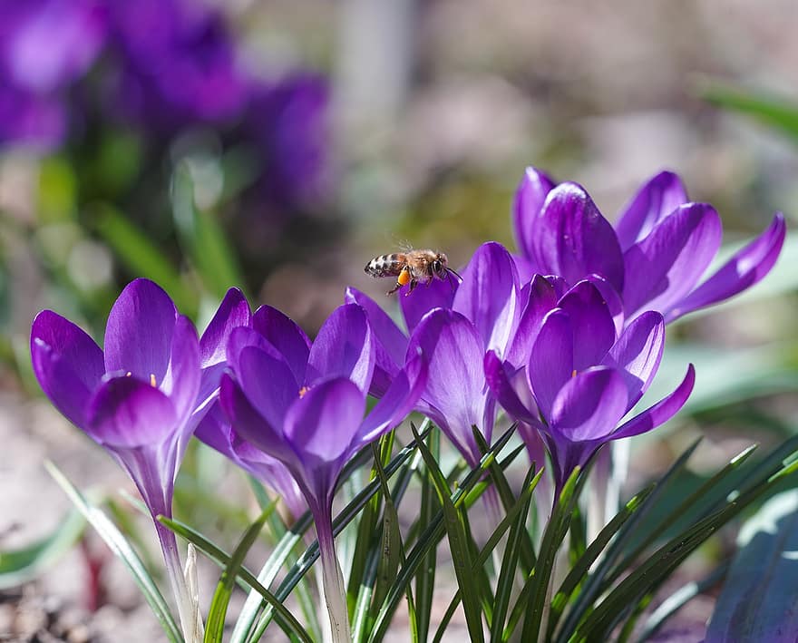 цветы, крокус, пурпурный, весна, завод, пчела, опыление, цветение