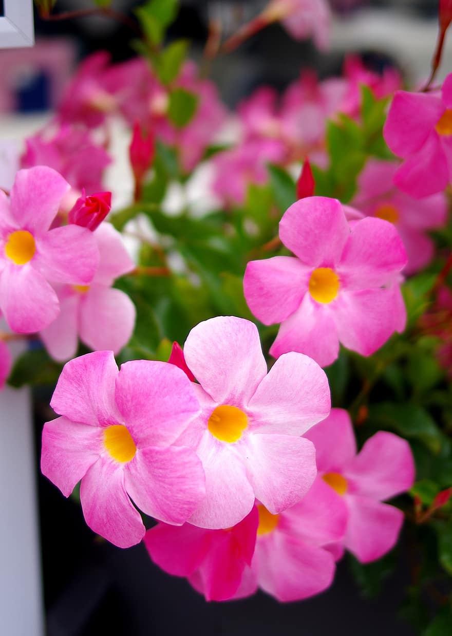 квіти, Флокси, рожеві квіти, пелюстки, рожеві пелюстки, цвітіння, флора