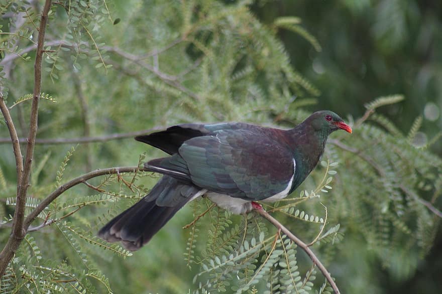 Kererū, Bird, Animal, Wood Pigeon, Wildlife, Plumage, Branch, Perched, Feathers, Beak, Ornithology