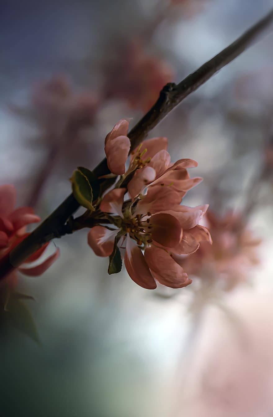 Flower, Pink Flowers, Apple Blossoms, Apple Flowers, Paradise Apple Tree, Spring, Macro, Nature, close-up, plant, springtime
