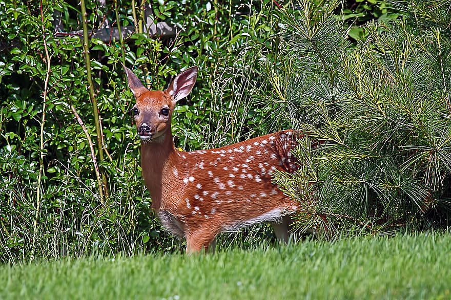 ak kuyruklu geyik, geyik, geviş getiren, dikkatli, genç, çimen, vahşi hayvanlar, sevimli, orman, yeşil renk, genç hayvan