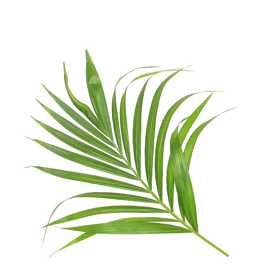 palm, blad, blader, grønn, tropisk, anlegg, sommer, eksotisk, natur, botanikk, frond