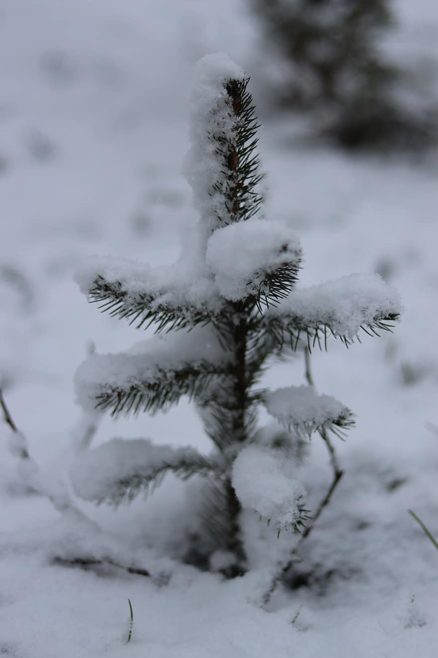 Noël, arbre, neige, hiver, pin, des aiguilles, conifère, jeune arbre, neigeux, couvert de neige, givre