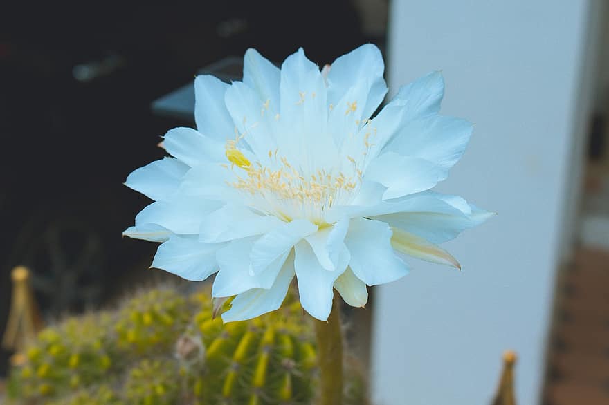 kwiat, Biały kwiat kaktusa, roślina, płatki, białe płatki, biały kwiat, flora, Natura, kwitnąć