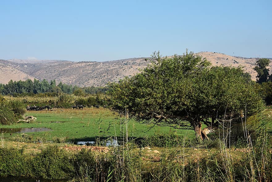 планини, блато, природа, Долината Хула, Израел, природен резерват, влажна зона, бивол, стадо, животни, дивата природа