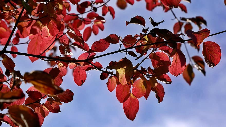 koks, raksturs, rudenī, sezonā, kritums, lapas, dzeltens, dinamiskas krāsas, mežs, tuvplāns, filiāle