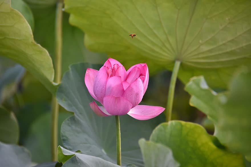 Lotus, Blume, Wasserpflanze, nelumbo nucifera, Indischer Lotus, heiliger Lotus, Bohne von Indien, Ägyptische Bohne, Seerose, blühen, Pflanze