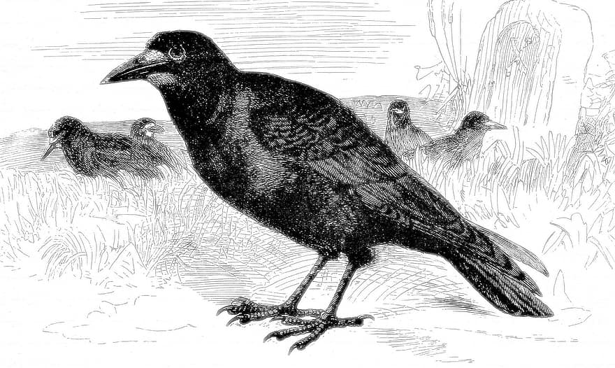 Rook, Bird, Engraving, Crow, Corvid, Black Bird, Animal, Wildlife, Fauna, Wilderness, Nature