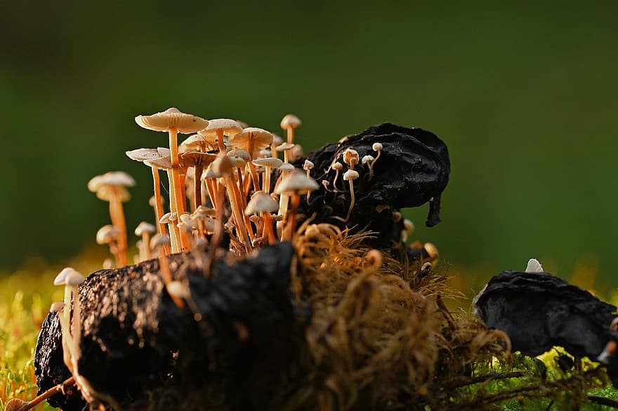 mushrooms, moss, rock, close-up, fungus, plant, forest, macro, autumn, growth, uncultivated