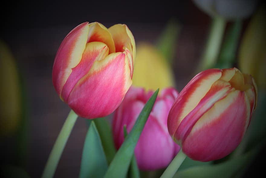 tulipán, tulipán csokor, csokor virág, virágok, tavaszi, csokor, tavaszi virág, színes, természet, Tulipa, ajándék